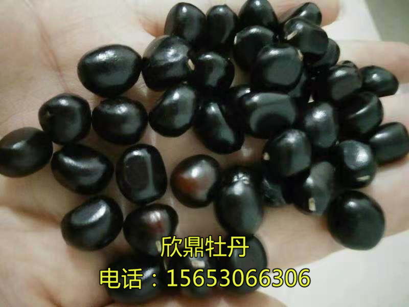 牡丹食用油的兩三事