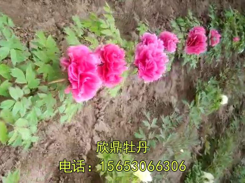 牡丹基地實(shí)拍